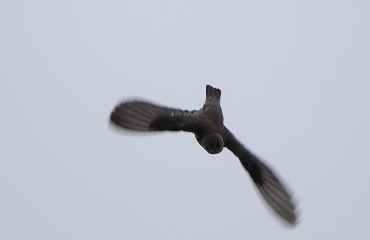 Northern Rough-winged Swallow - ML620001827