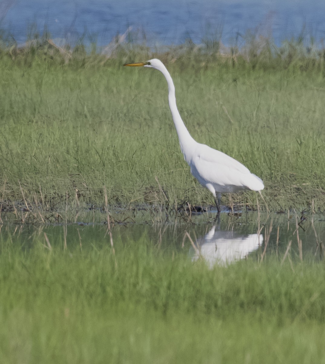 Great Egret - ML620001829