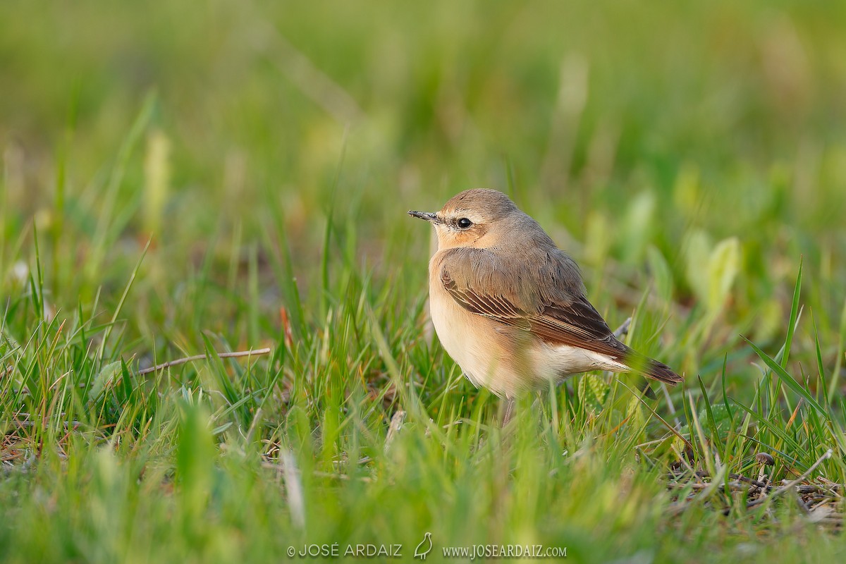 Northern Wheatear - ML620001830