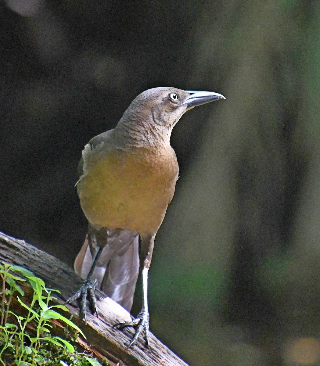 Great-tailed Grackle - ML620001832