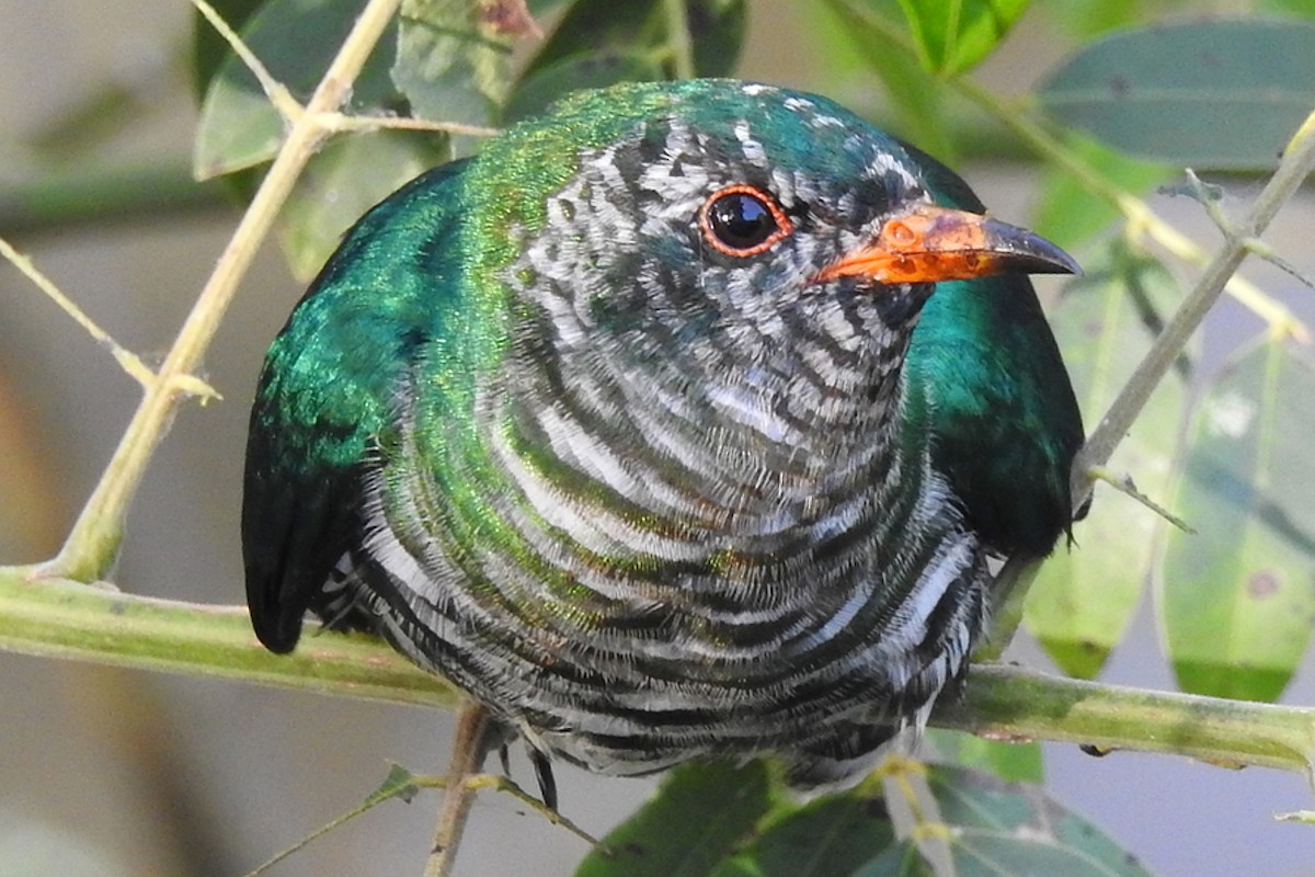 Asian Emerald Cuckoo - ML620001834