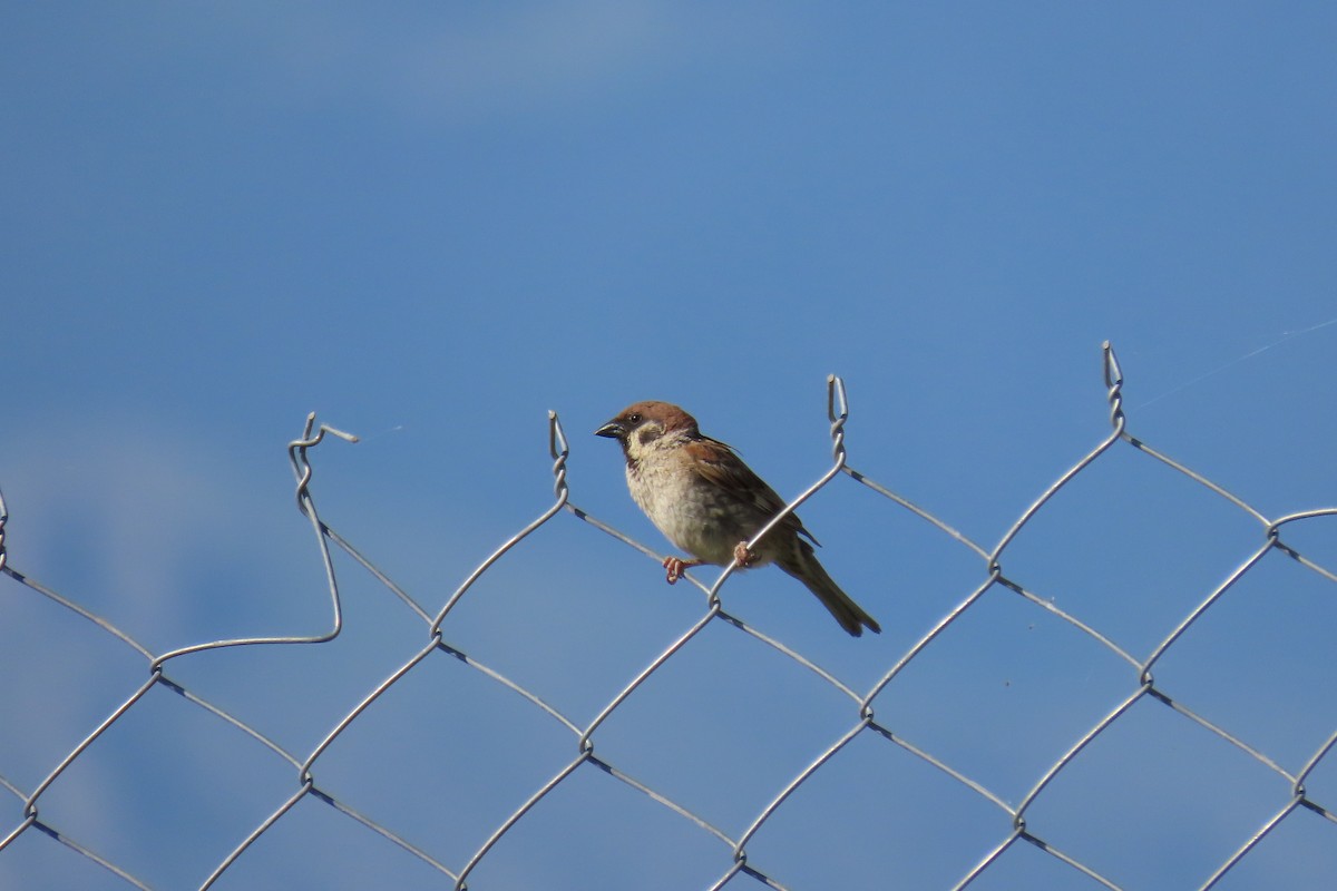 Eurasian Tree Sparrow - ML620001840