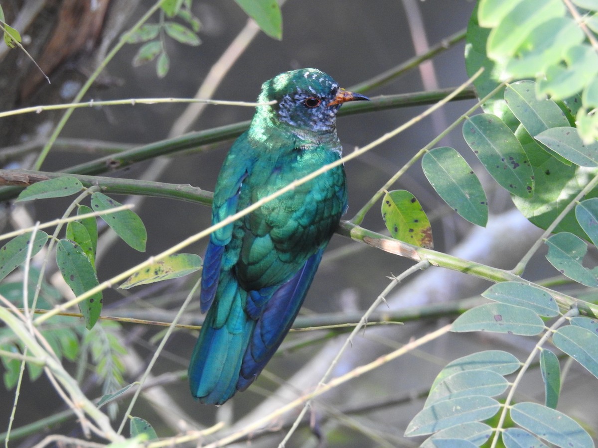 Asian Emerald Cuckoo - ML620001843