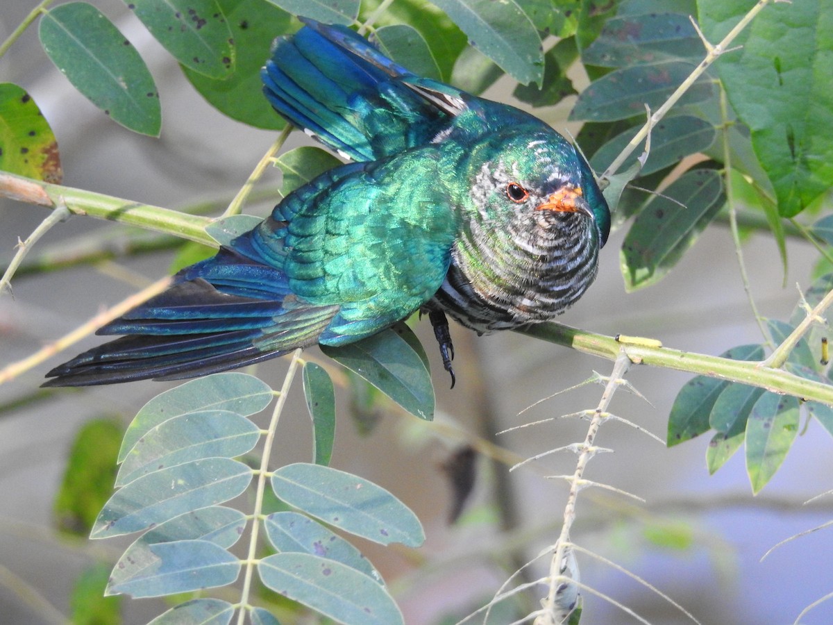 Asian Emerald Cuckoo - ML620001844