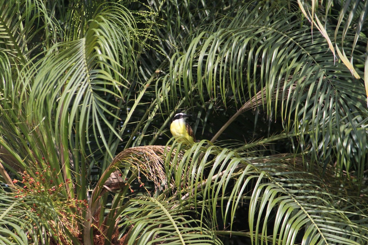 Great Kiskadee - ML620001847