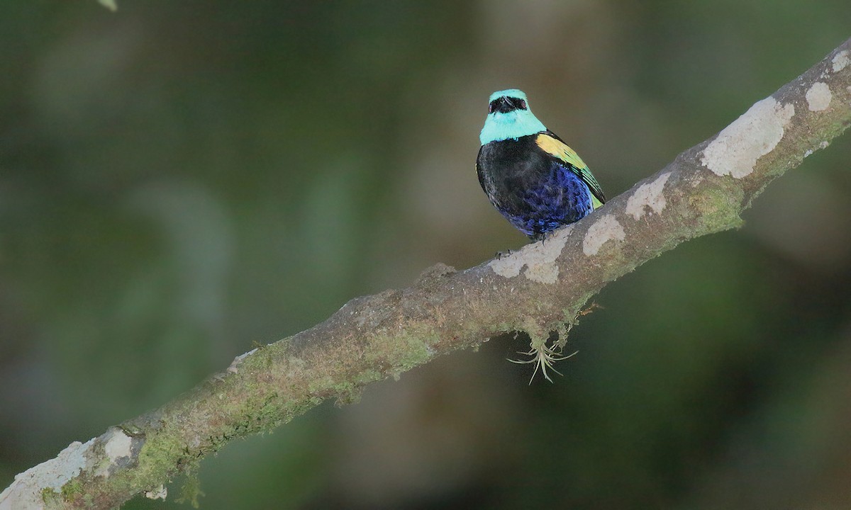 Blue-necked Tanager - ML620001874