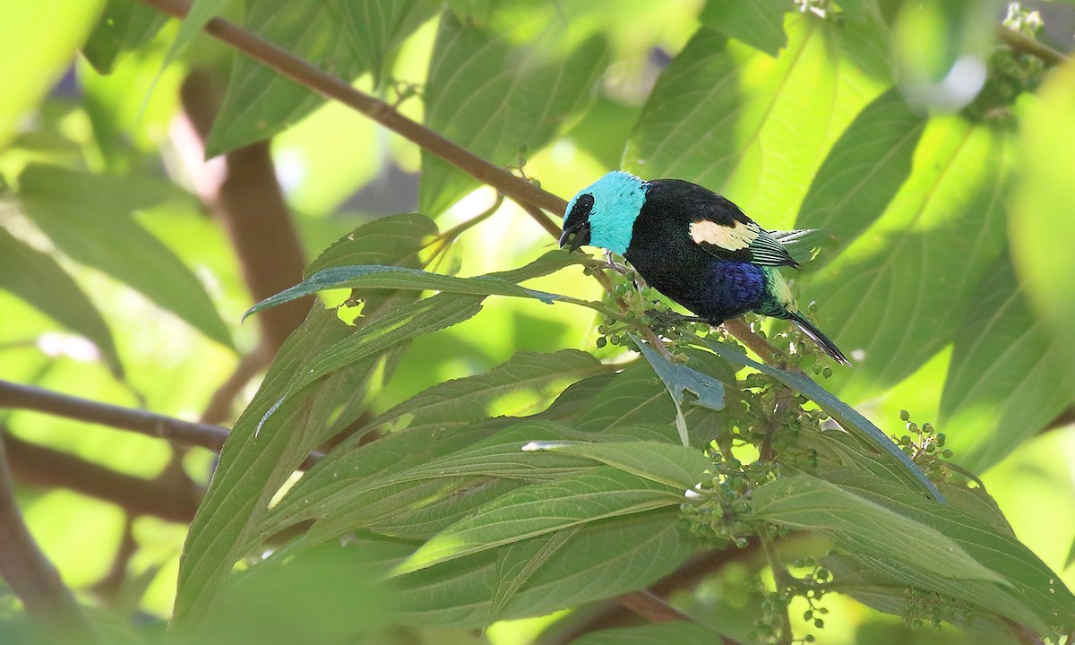 Blue-necked Tanager - ML620001875