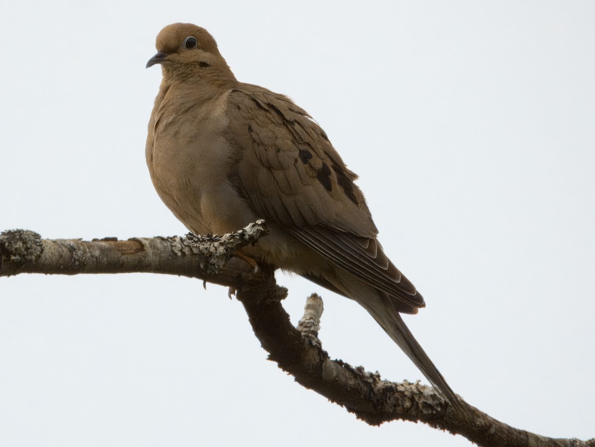 Mourning Dove - ML620001879