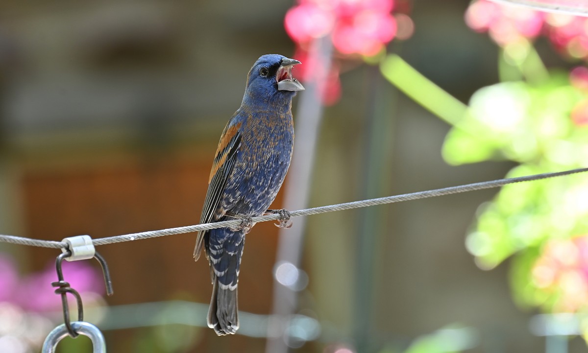 Blue Grosbeak - ML620001885