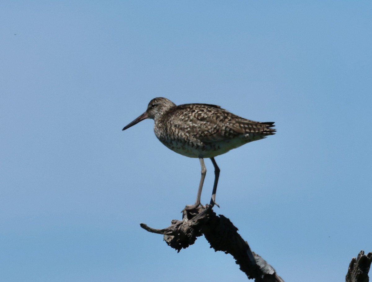 Willet - ML620001888