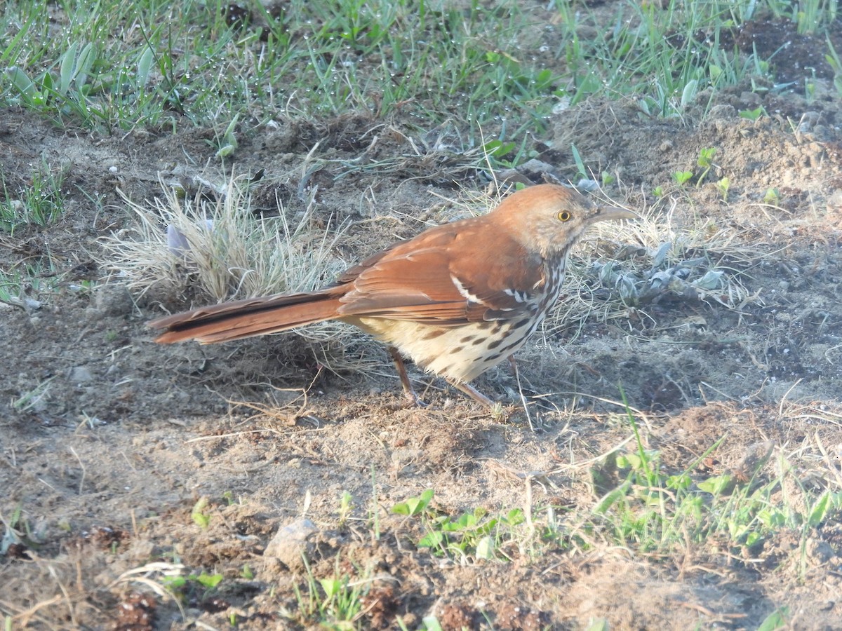 Brown Thrasher - ML620001889