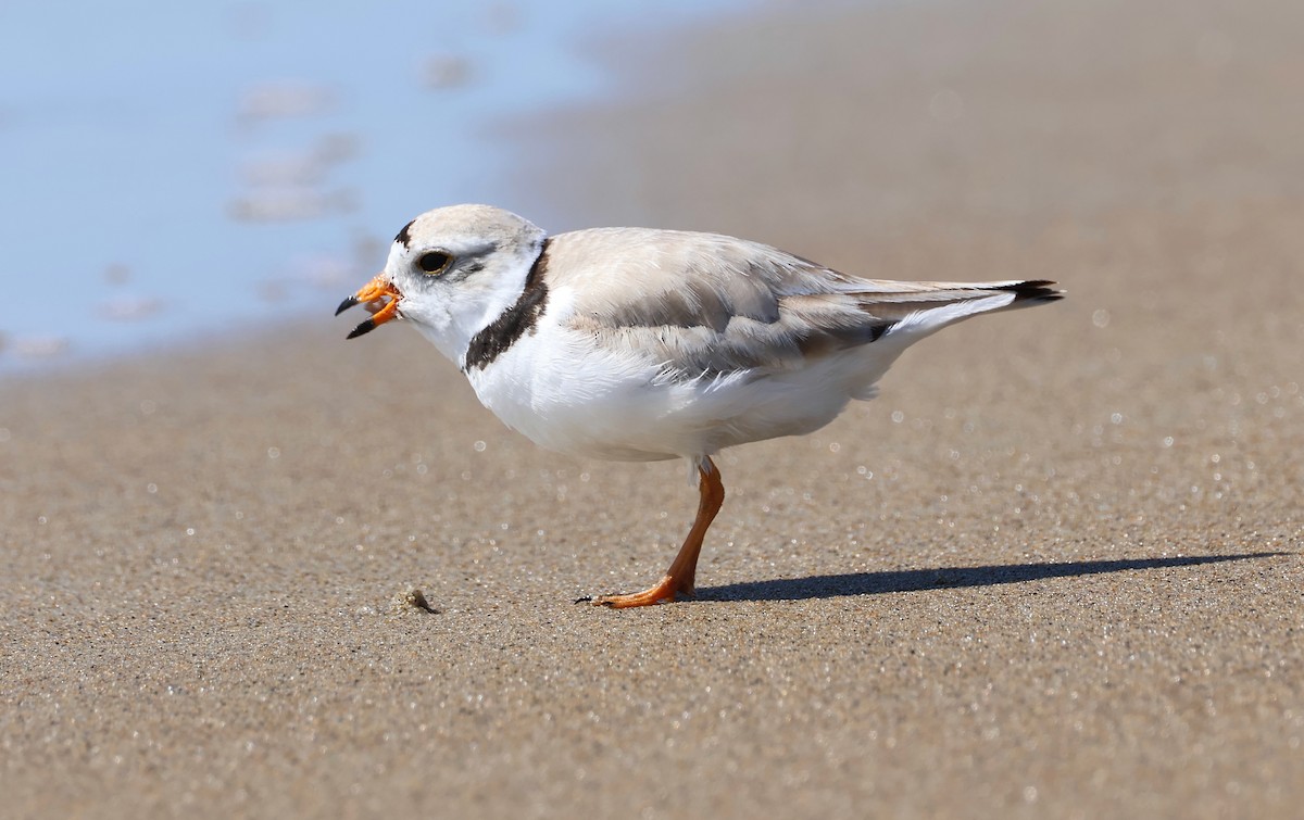 Piping Plover - ML620001898