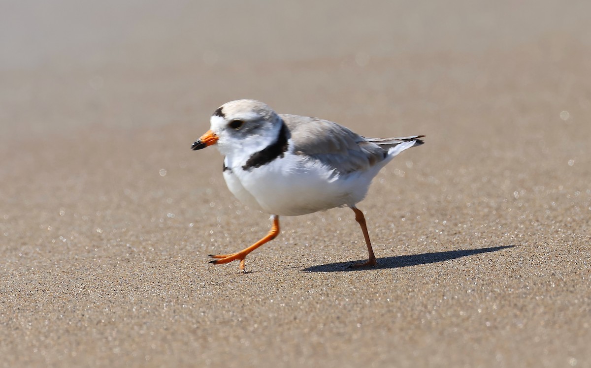 Piping Plover - ML620001899
