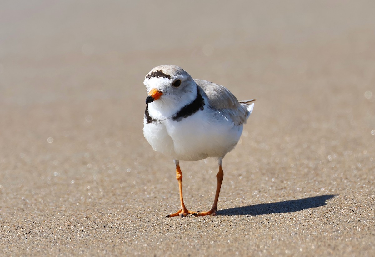 Piping Plover - ML620001901