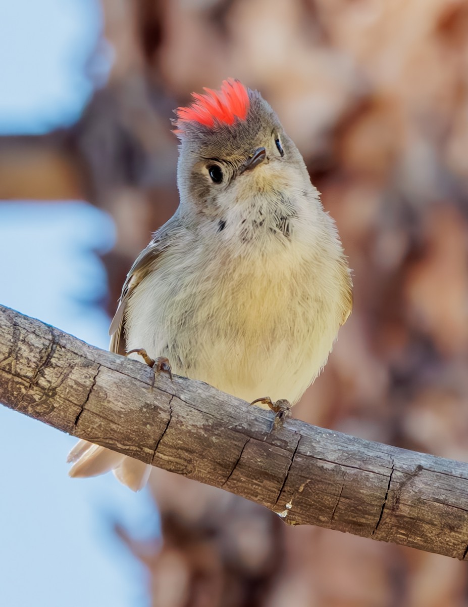 Ruby-crowned Kinglet - ML620001904