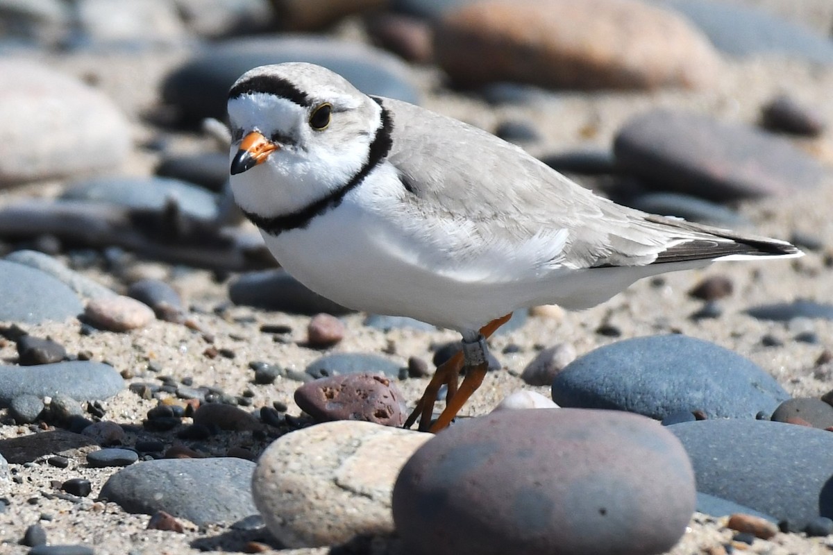 Piping Plover - ML620001905