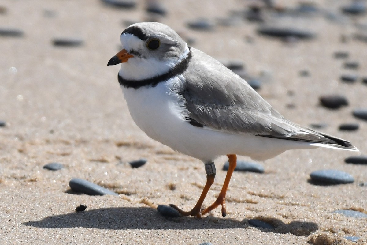 Piping Plover - ML620001906