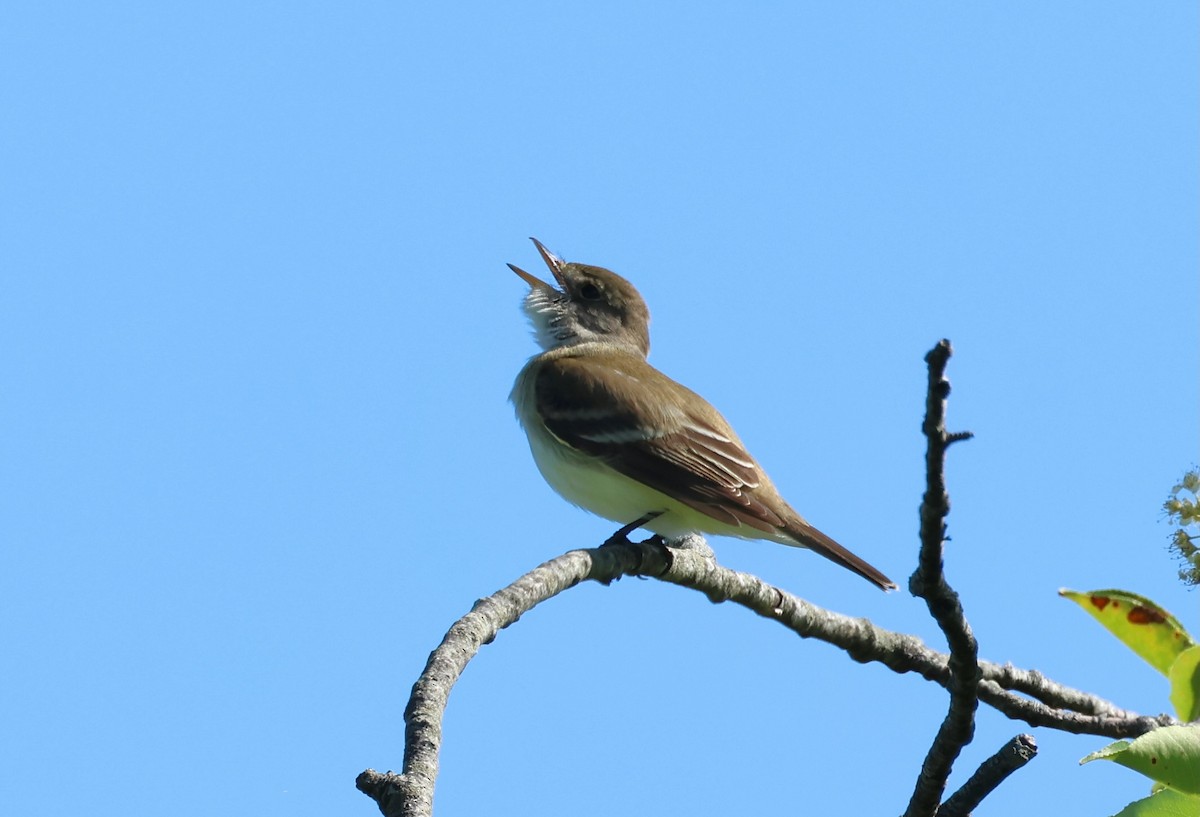 Willow Flycatcher - ML620001909