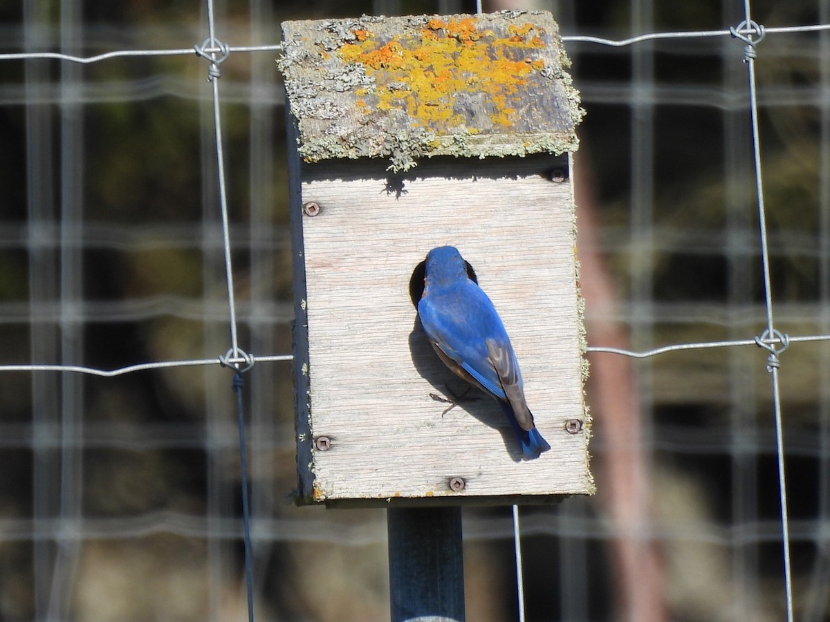 Eastern Bluebird - Emmanuel Hains