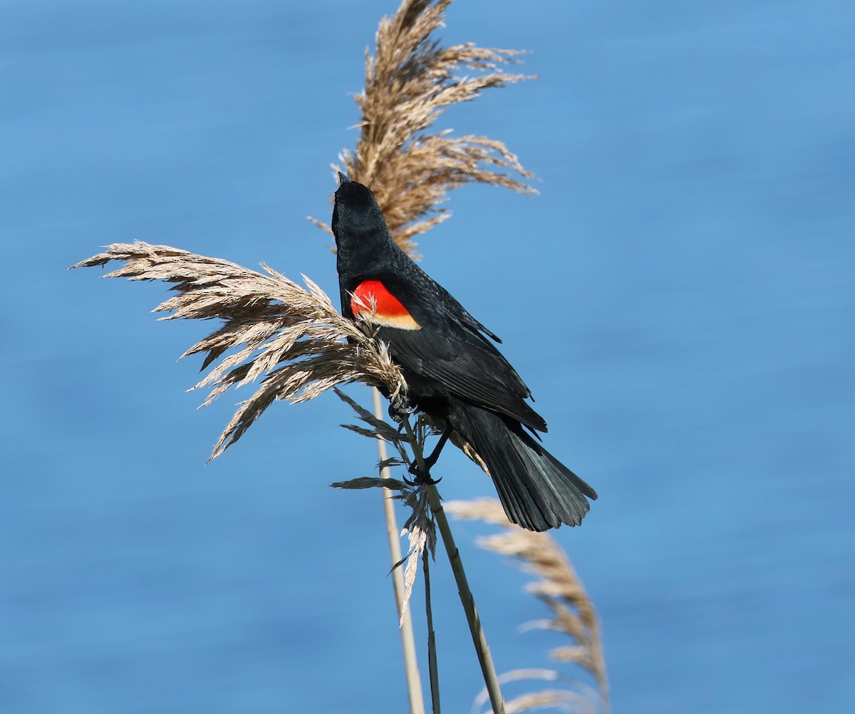 Red-winged Blackbird - ML620001914