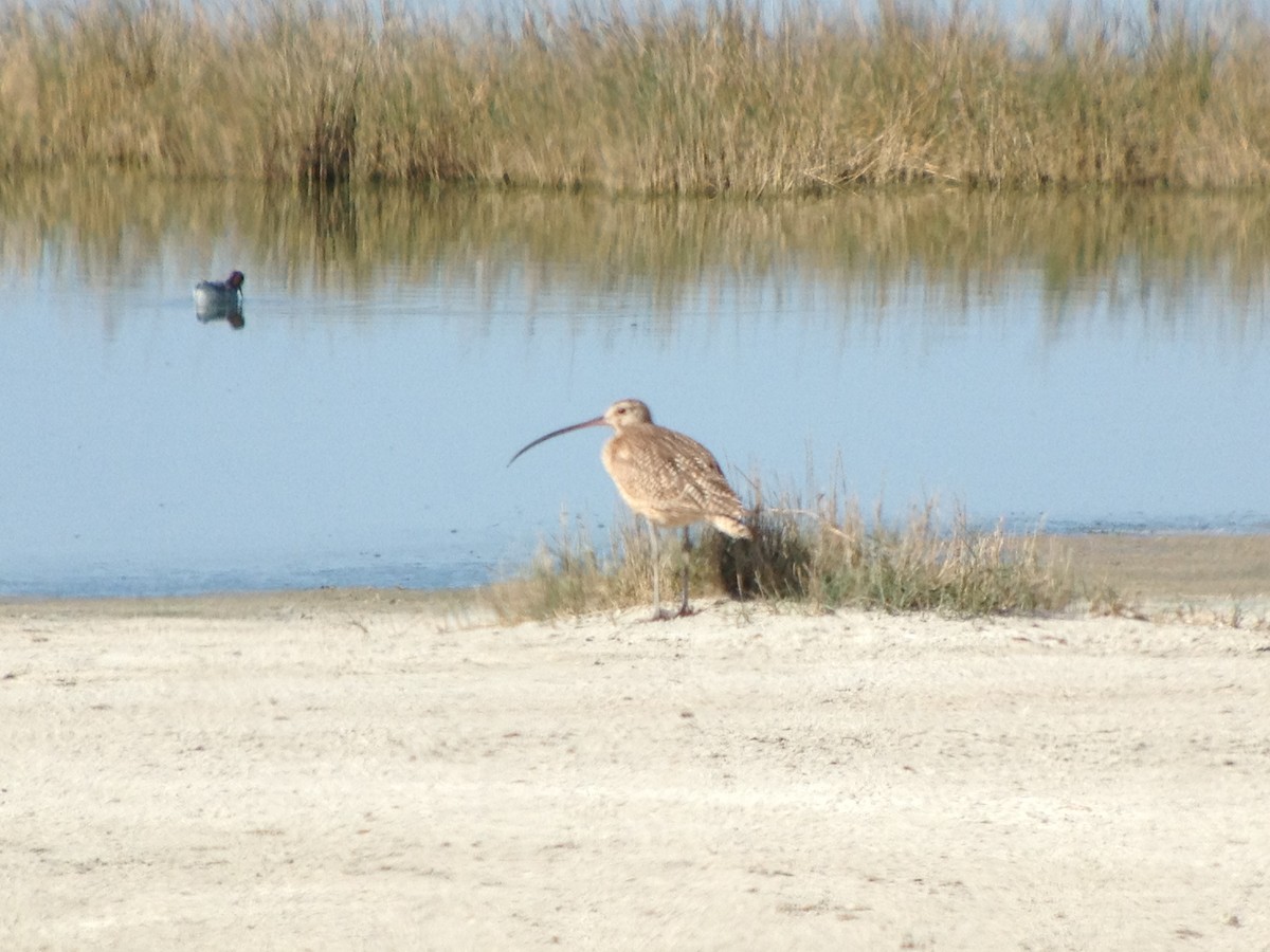 Long-billed Curlew - ML620001929