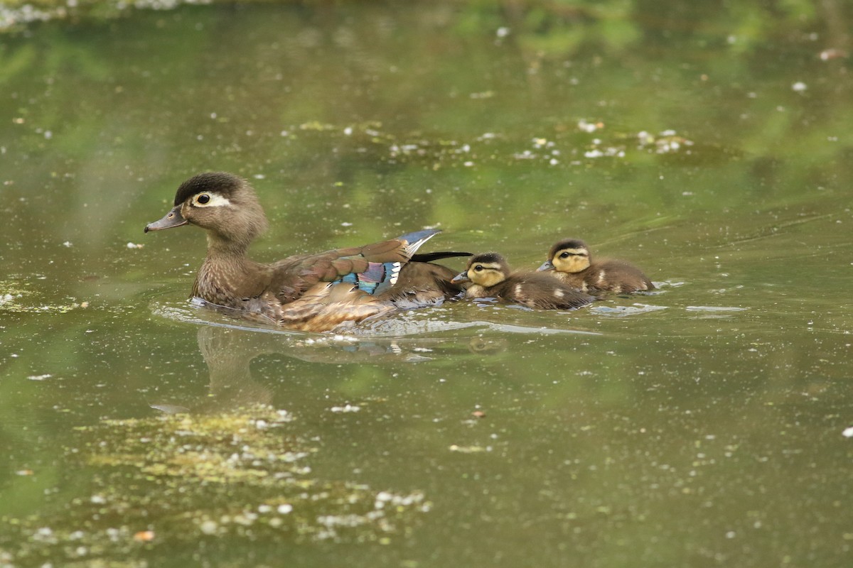 Wood Duck - ML620001931