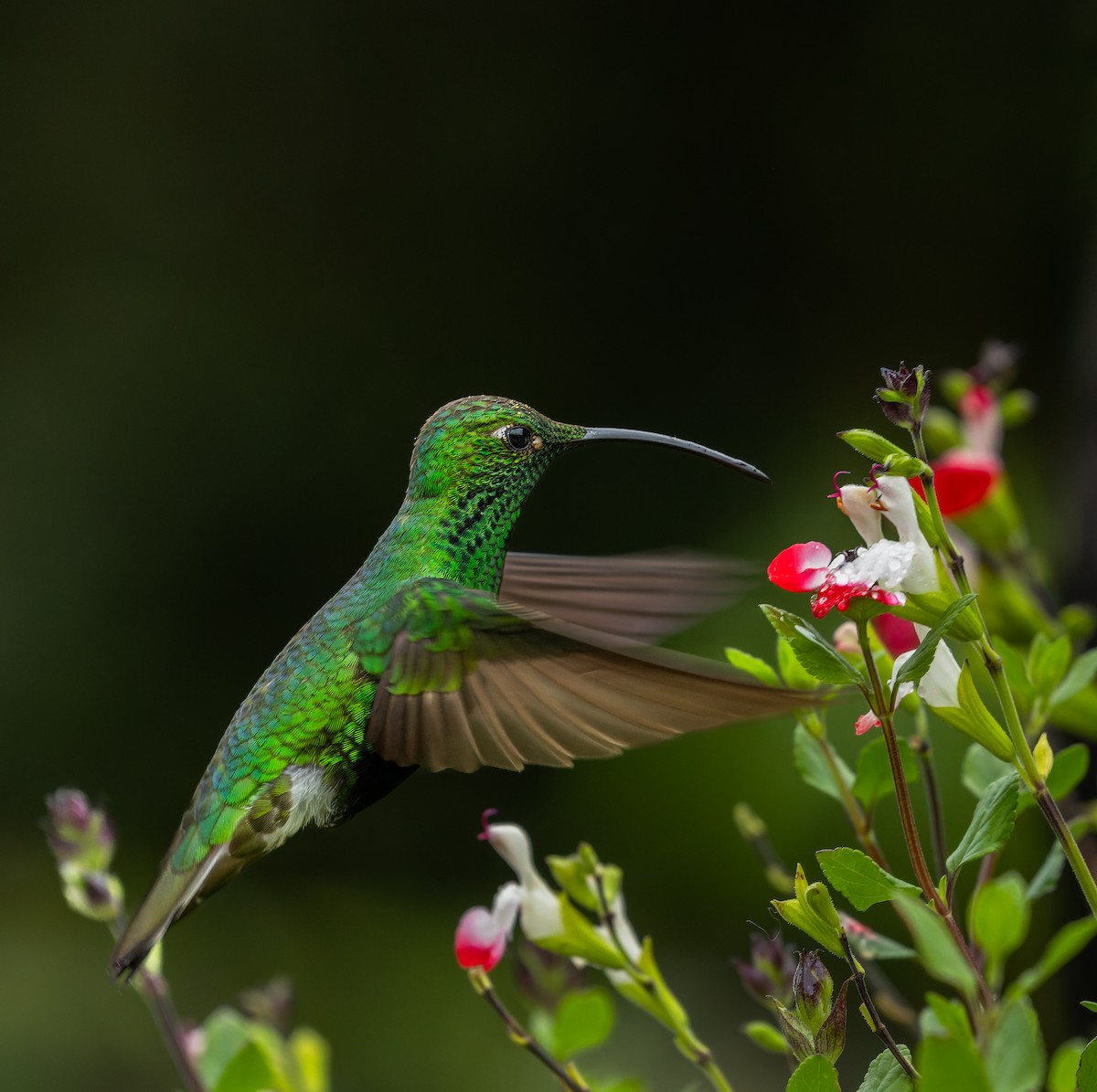 kolibřík aksamitový - ML620001933