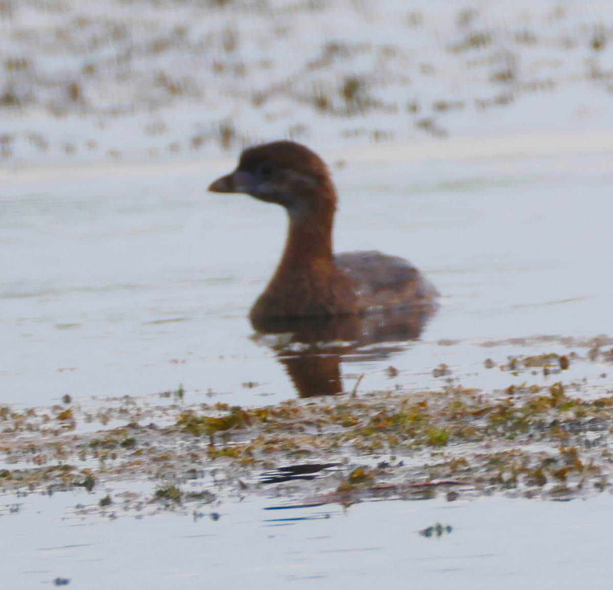 Pied-billed Grebe - ML620001938