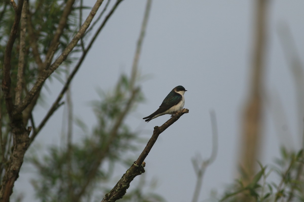 Tree Swallow - ML620001940