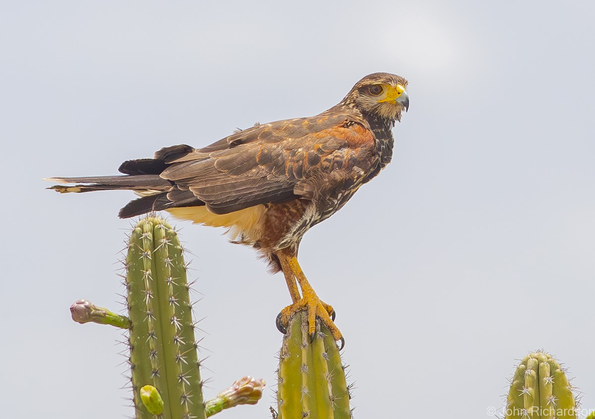 Harris's Hawk - ML620001946