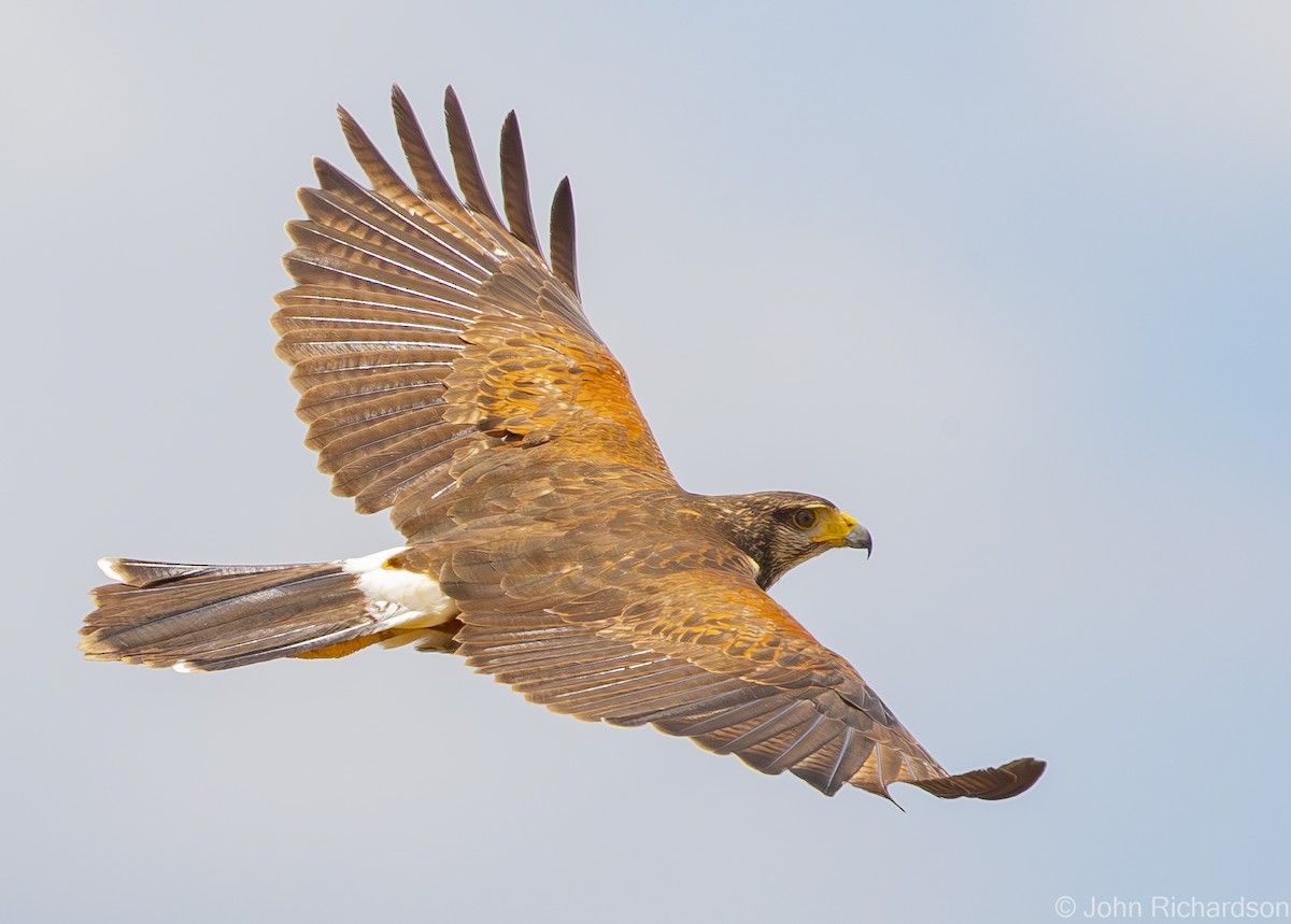 Harris's Hawk - ML620001947