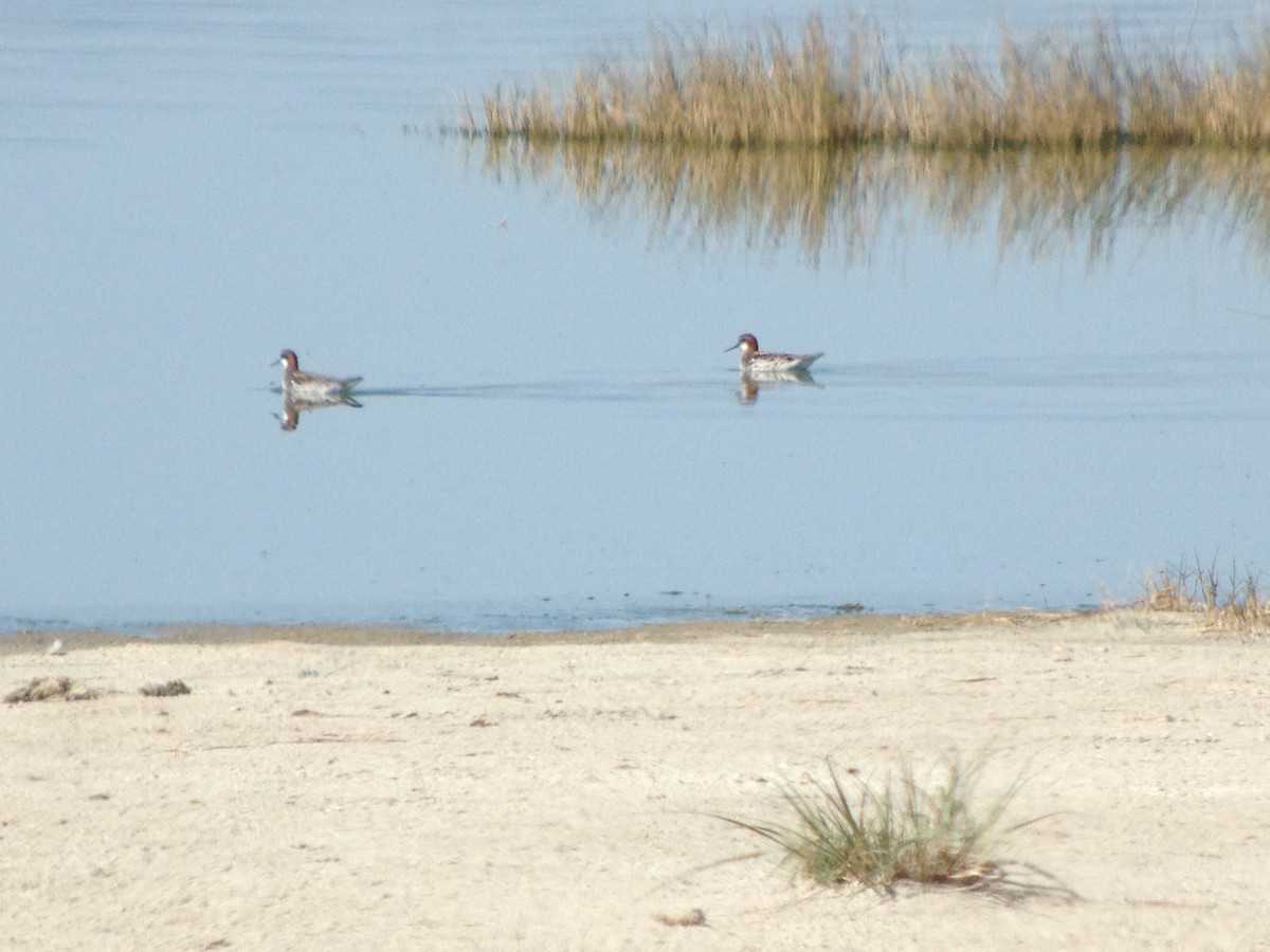 Red-necked Phalarope - ML620001953