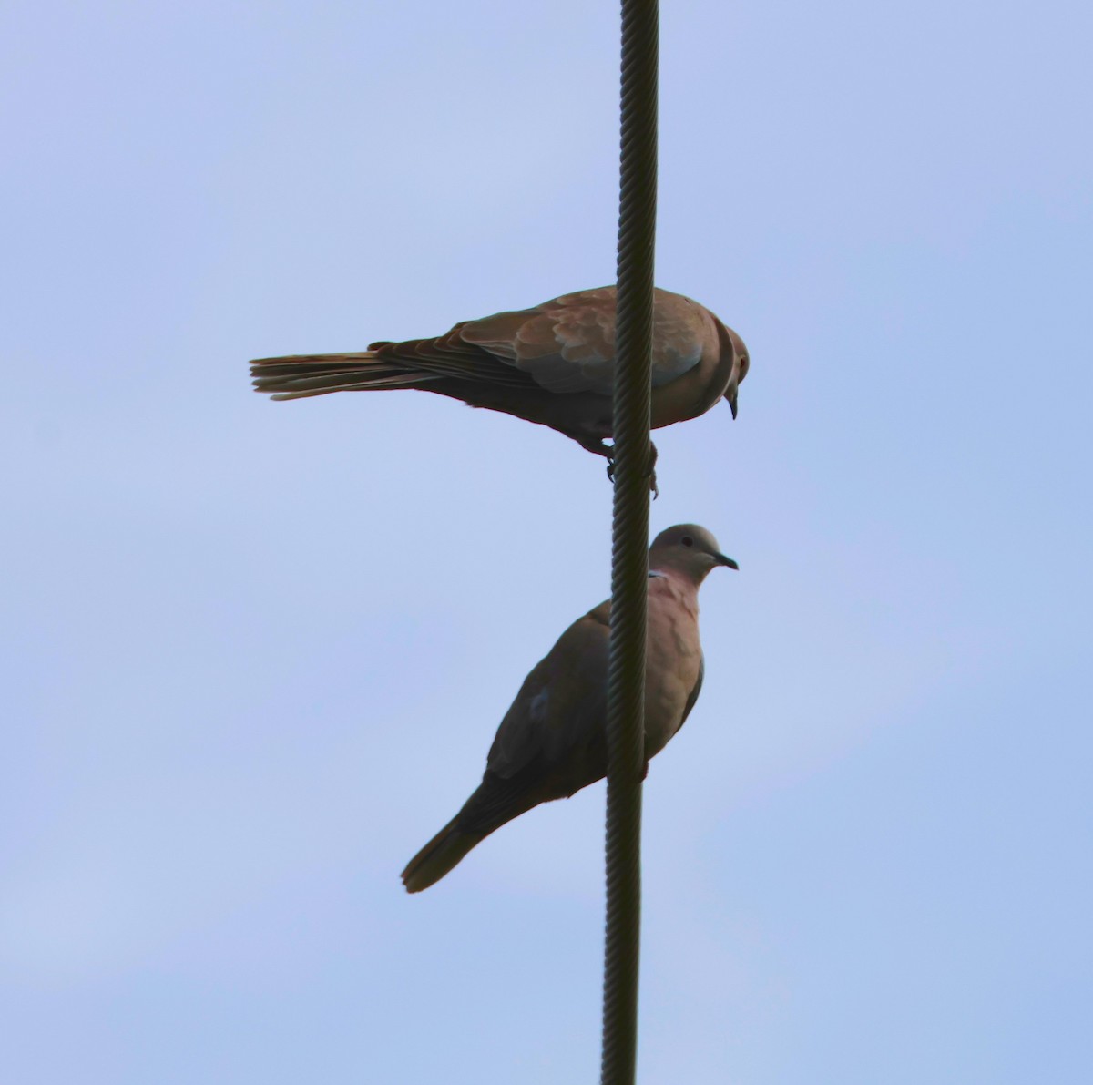 Mourning Dove - ML620001954