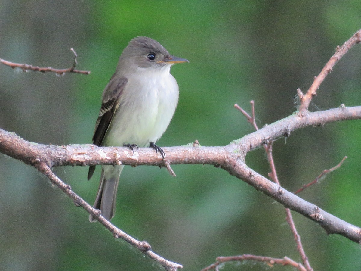 new world flycatcher sp. - ML620001957