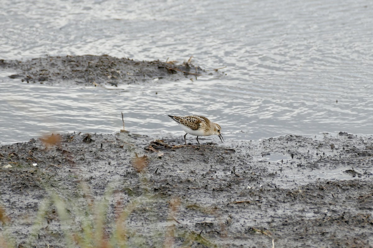 Little Stint - ML620001960