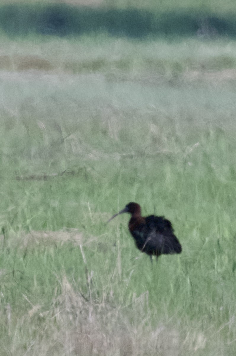 Glossy Ibis - ML620001961