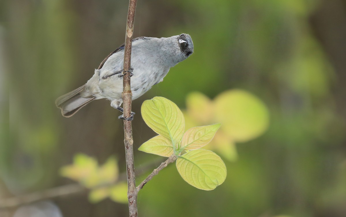 Plain-colored Tanager - ML620001963