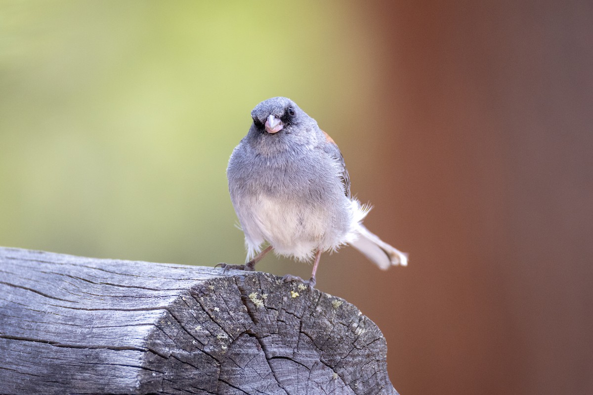 Dark-eyed Junco - ML620001983