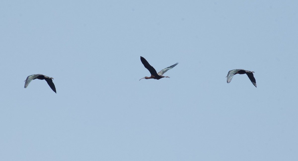 Glossy Ibis - ML620002004