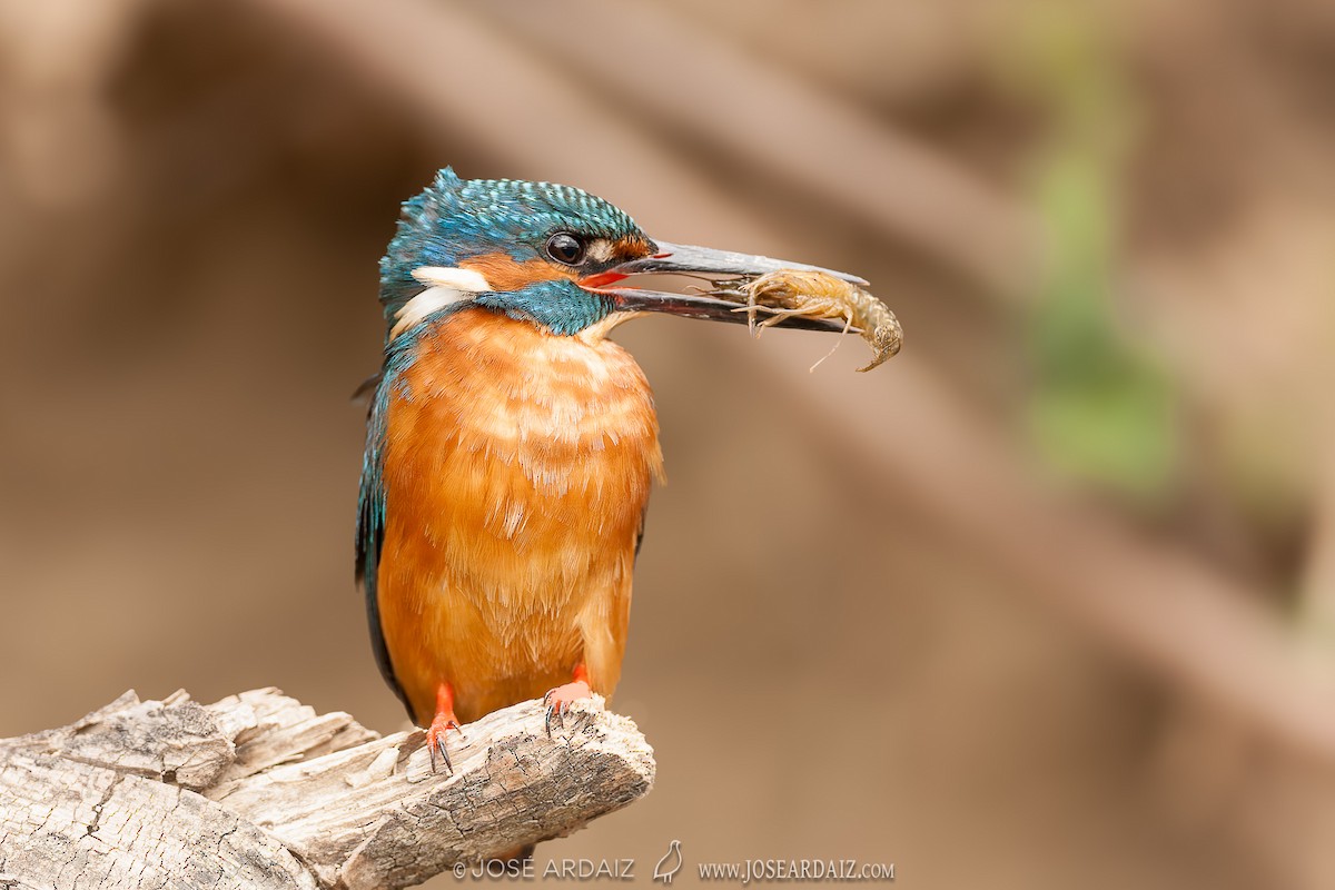 Номин шогшир - ML620002006