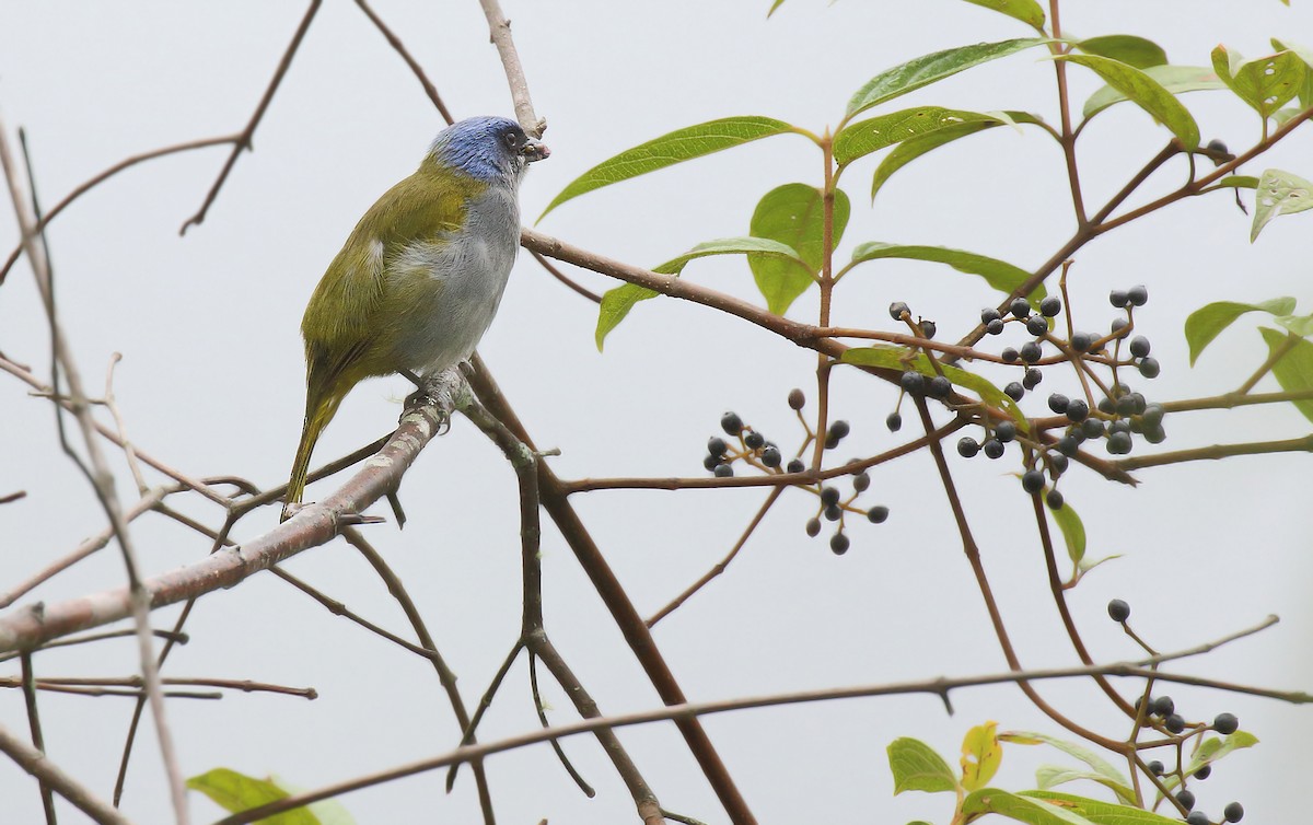 Blue-capped Tanager - ML620002024