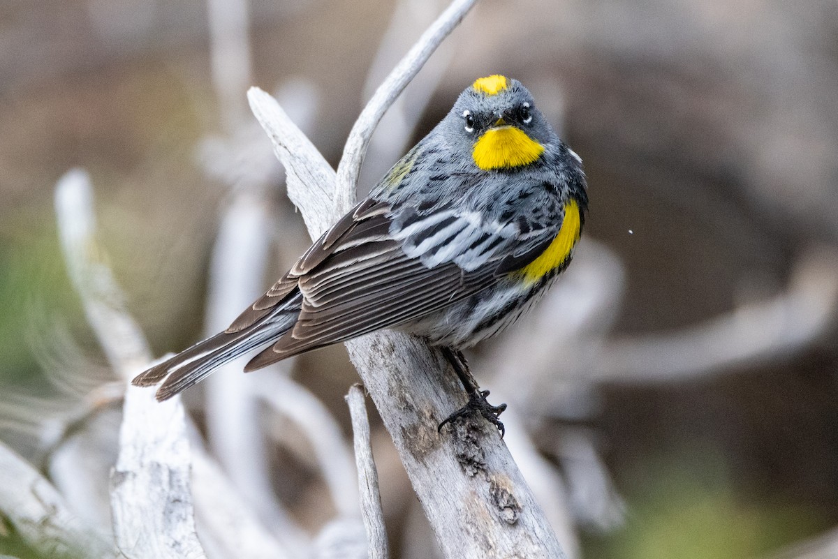 Yellow-rumped Warbler - ML620002026