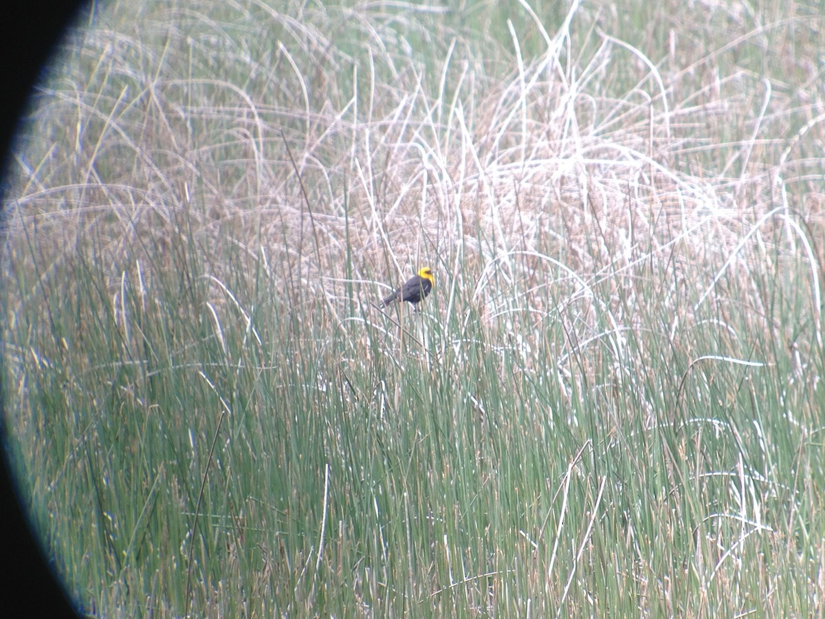Yellow-headed Blackbird - ML620002027