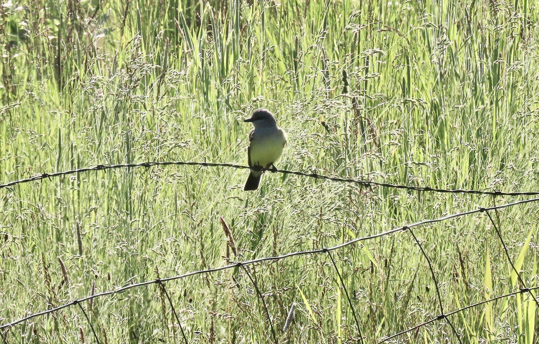 Western Kingbird - ML620002030