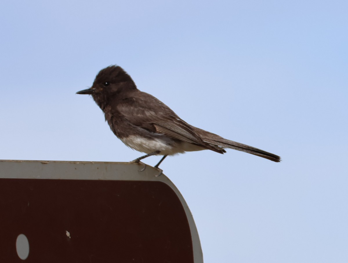 Black Phoebe - ML620002036