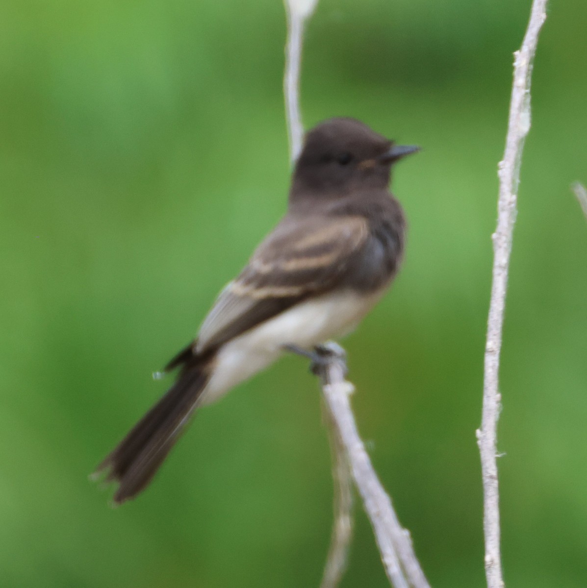 Black Phoebe - ML620002037