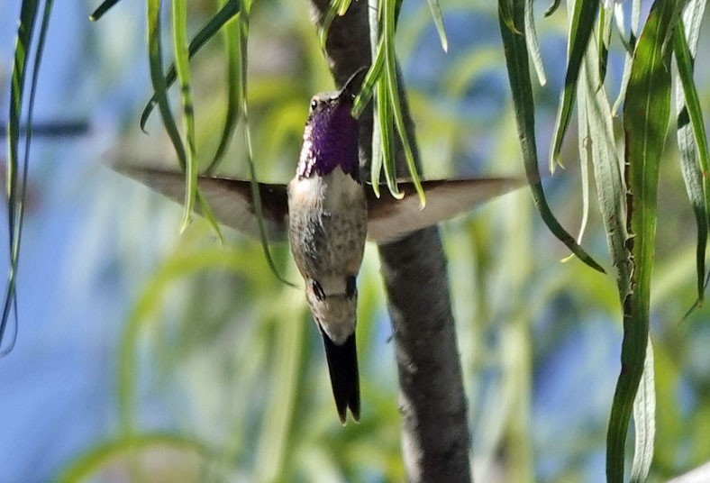 Lucifer Hummingbird - ML620002041