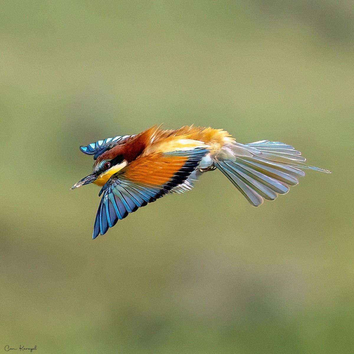 European Bee-eater - ML620002043