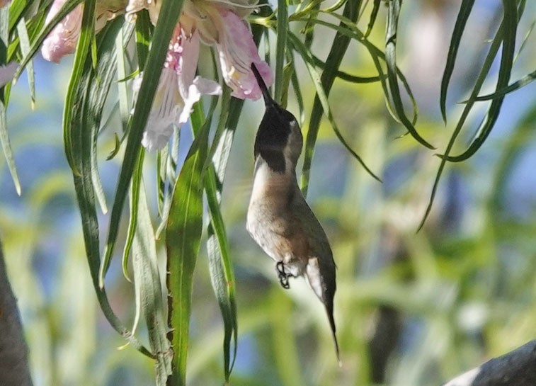 kalypta zelenoboká - ML620002046