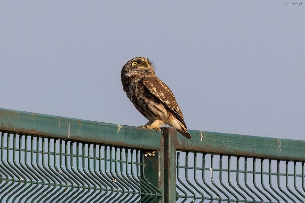 Little Owl - ML620002049